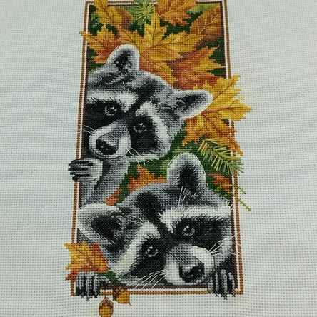 «Любопытные еноты»